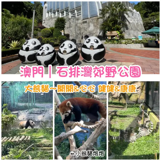 澳門～參觀大熊貓🐼&小熊貓