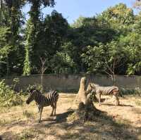 Amazing animal encounters at Chiang Mai Zoo