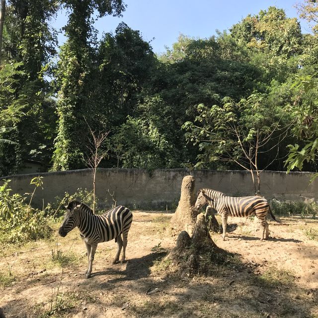 Amazing animal encounters at Chiang Mai Zoo