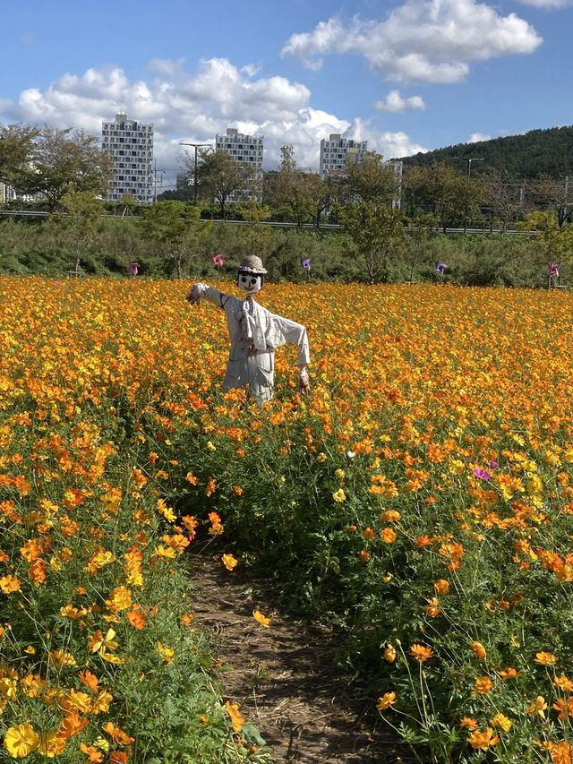 댑싸리 보러 갈까요!