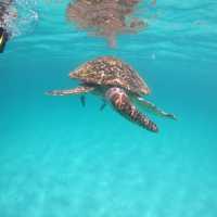 Beautiful coral in Redang Island!