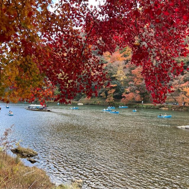 日本京都嵐山竹林小徑、嵐山公園內的楓葉超正點