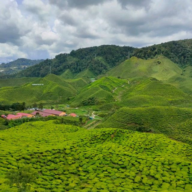 Cameron Highlands Most favourite tourist spot