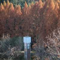 Autumn Season in Daejeon