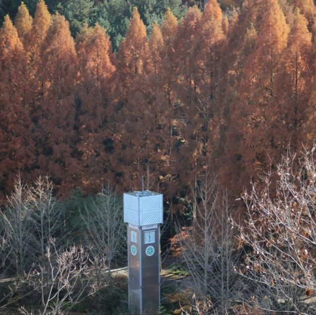 Autumn Season in Daejeon