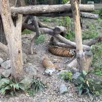 Best Zoo in Shanghai
