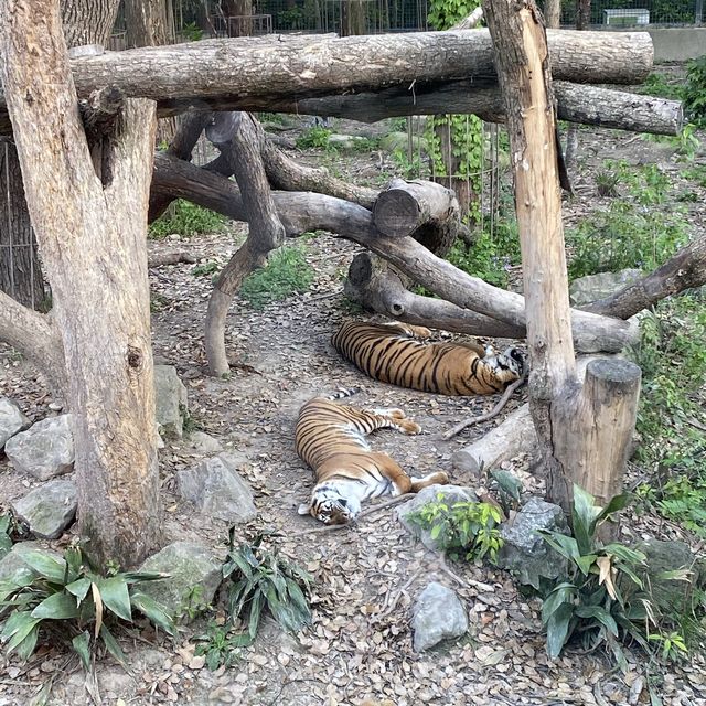 Best Zoo in Shanghai