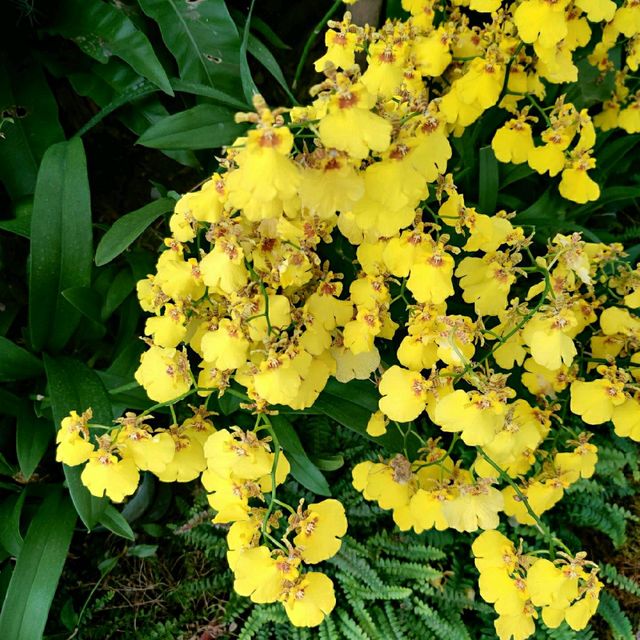 Shower of flowers