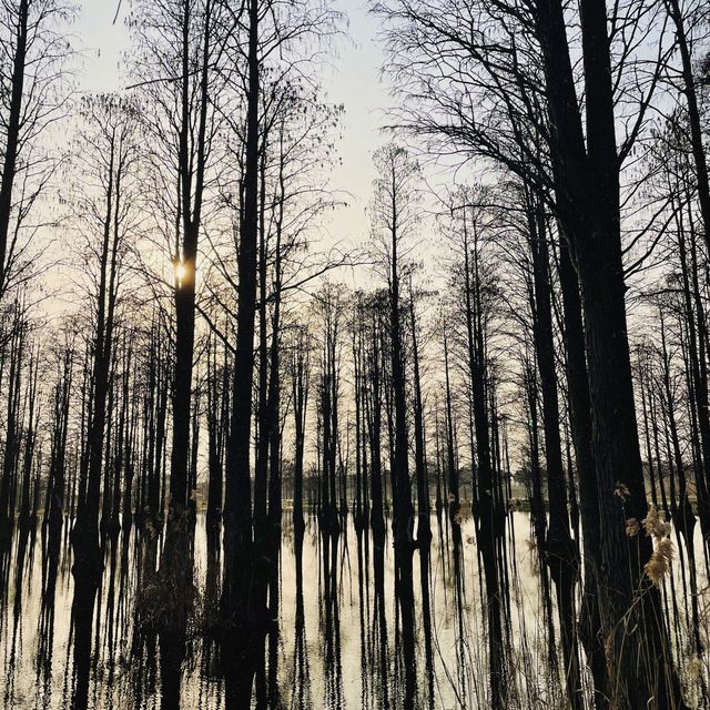 Water Forest, Qingpu🌲🌿