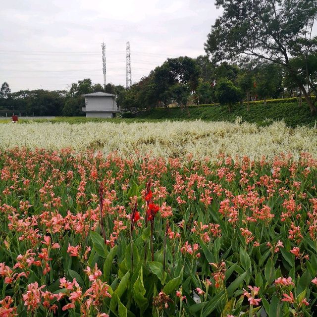 Guanlan Wetland Flower Park