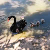 Swan Lake Animal Base, Haikou