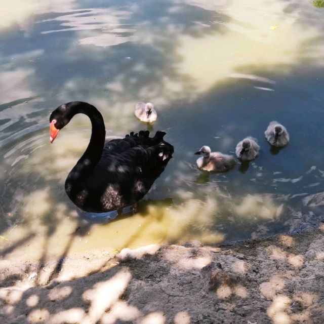 Swan Lake Animal Base, Haikou