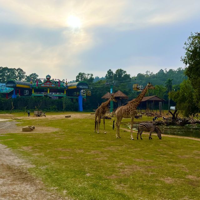 My Tips for visiting Chimelong Safari Park