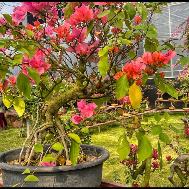 Amazing Cacti 🌵 and flowers 🌺 in Shanghai.