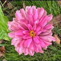 Flower spotting in Hanxiang Water Garden 🪴 