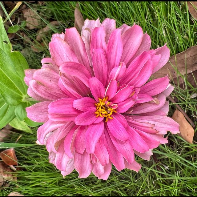 Flower spotting in Hanxiang Water Garden 🪴 