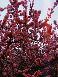 Spring In Yantai 