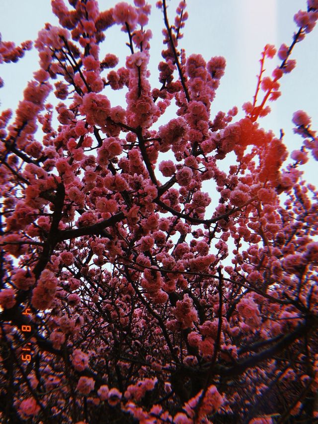 Spring In Yantai 