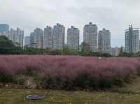 Autumn stroll @Century Park, Pudong