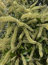 Australia #Brisbane #Kuta Mountain Botanic Garden #