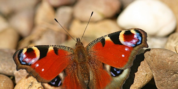 Adult Butterfly Walk and Talk - Woolley Firs, Maidenhead, Sunday 3 August | Woolley Firs Environmental Education Centre