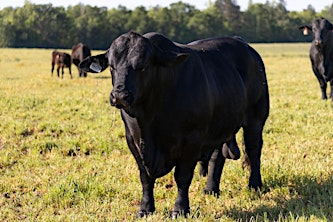 Bull Selection and Management for Herd Profitability | UF/IFAS Range Cattle Research and Education Center
