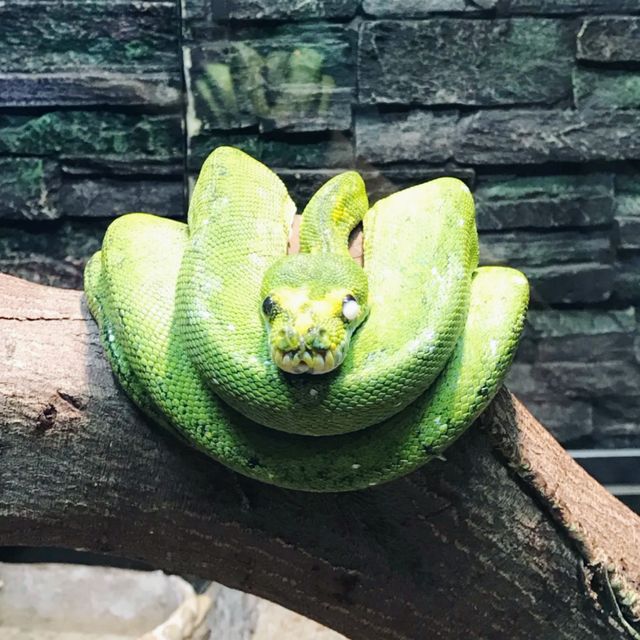 屯門公園爬蟲館