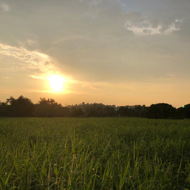 濕地冒險🔦南生圍紅樹林濕地🌳