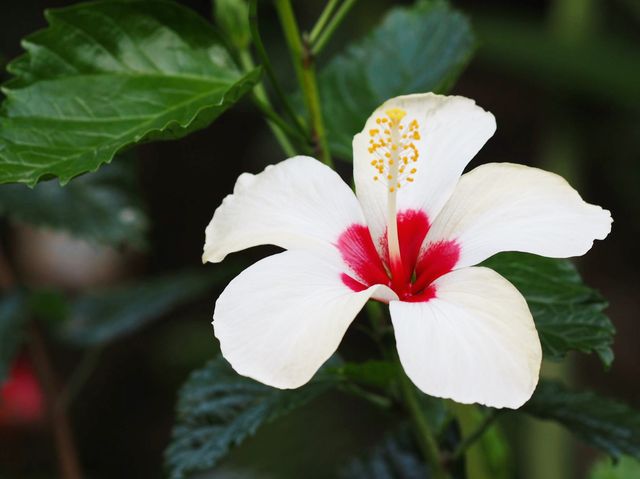 香港動植物公園