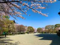 京都　京都散策旅　念願の東寺！東寺と桜のコラボに感動❗️