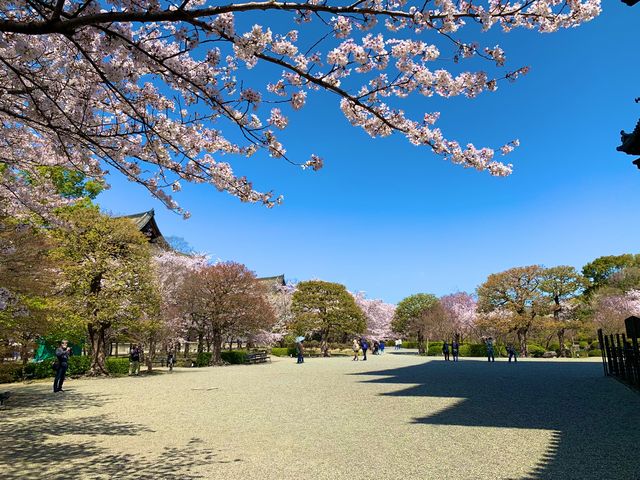 京都　京都散策旅　念願の東寺！東寺と桜のコラボに感動❗️