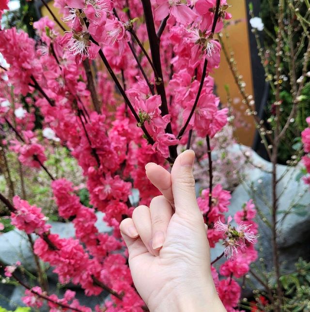 Flower Dome x Sakura flowers with Hello Kitty