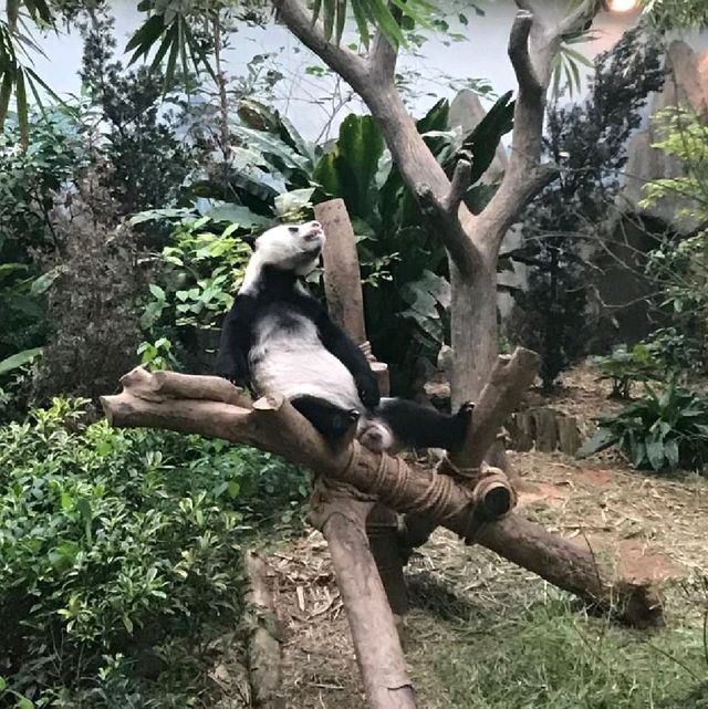 The Wildlife Lovers - Singapore Zoo