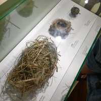 同仔仔一樣冇手尾動物免費展覽