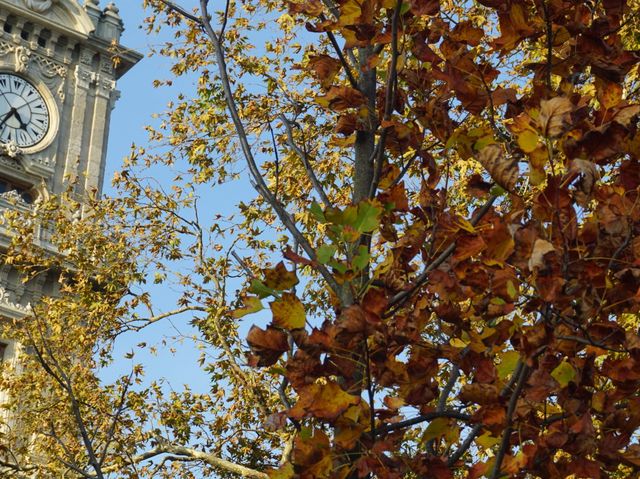 Dolmabahçe Clock Tower