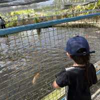 Short trip to Sandakan Crocodile Farm