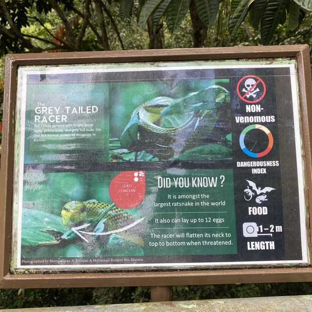 Sepilok Rainforest Discovery Centre 