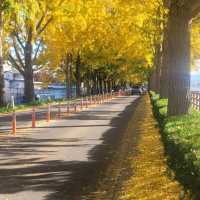 Gingko Tree