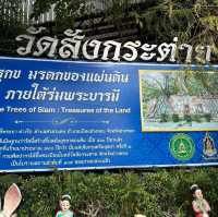 วัดสังกระต่าย​  มหัสจรรย์ต้นโพธิ์ล้อมโบสถ์​400ปี