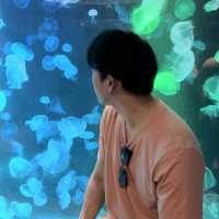 แมงกระพรุนเรืองแสง พิพิธภัณฑ์สัตว์น้ำบางแสน ชลบุรี