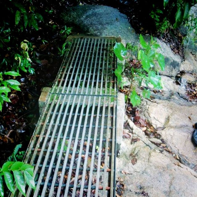 Hiking At Penang National Park