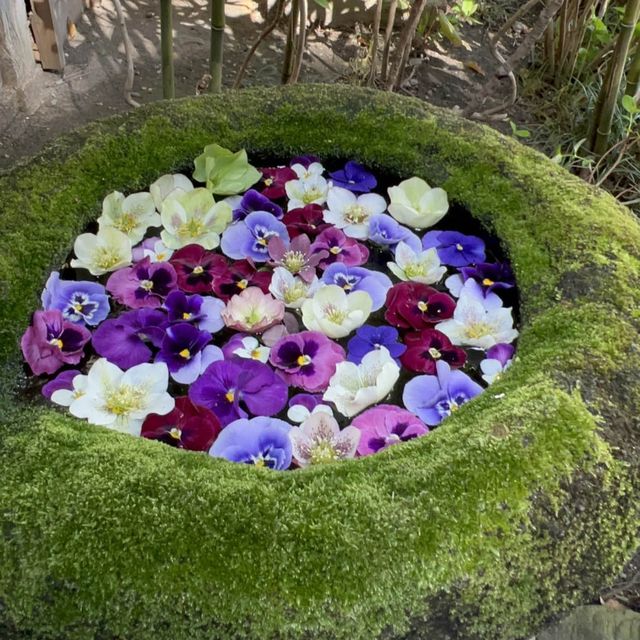 花手水が美しすぎる🌼