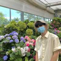 [제주] 까멜리아 힐 🌹, 수국의 꽃말은 진실한 사랑이라면서요?