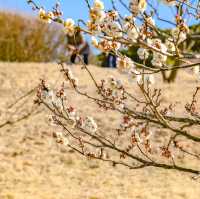 根岸森林公園の梅の花の様子