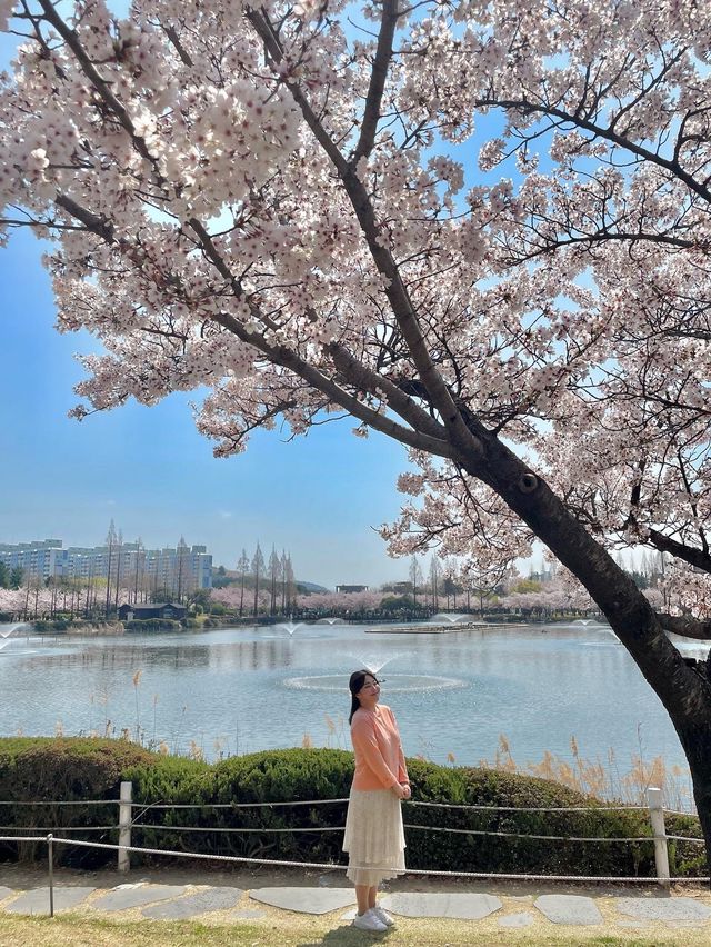 김해 벚꽃 명소