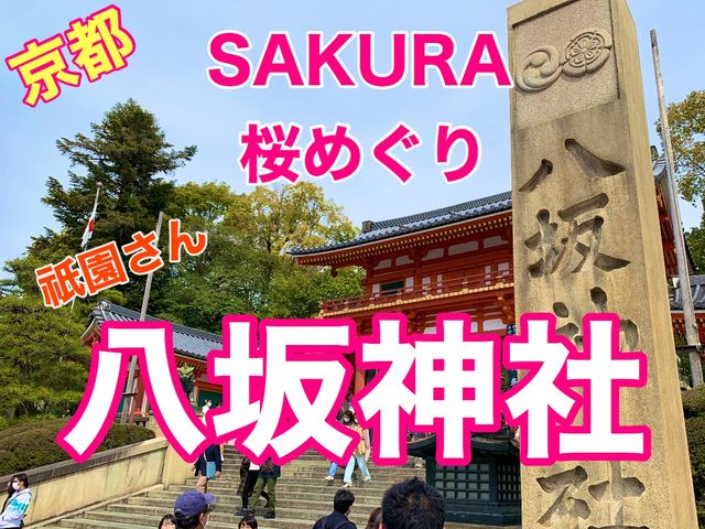 京都　SAKURA 桜めぐり❗️八坂神社の桜に感動❗️