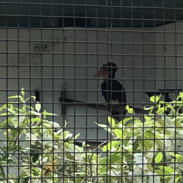 市區觀鳥好地方