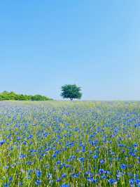 파란물결 가득한 당진 아그로랜드 꽃천국💙