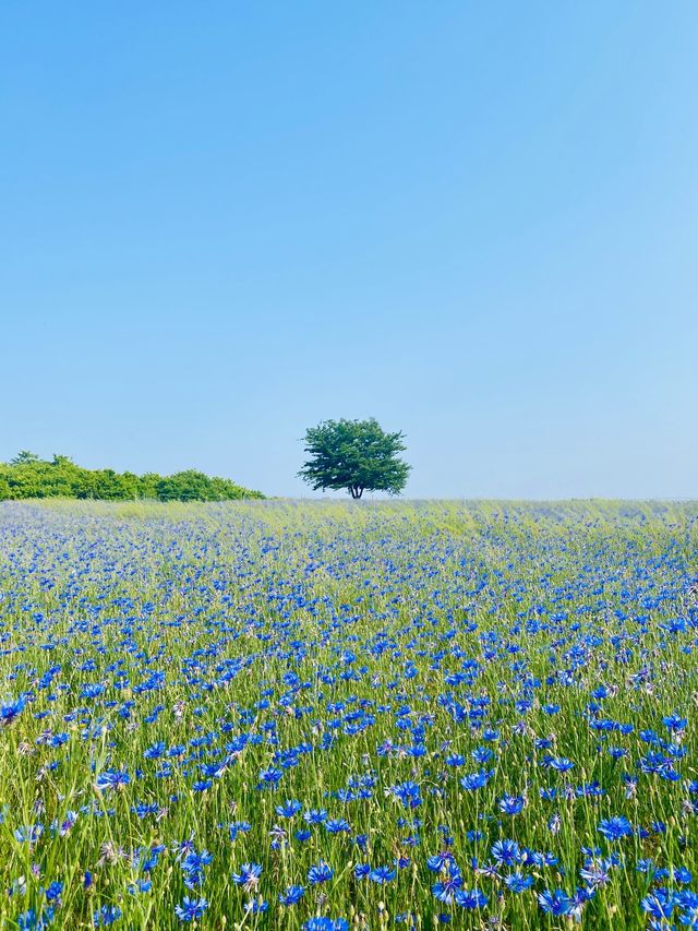 파란물결 가득한 당진 아그로랜드 꽃천국💙