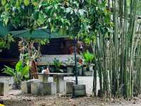 คาเฟ่ในป่ายาง